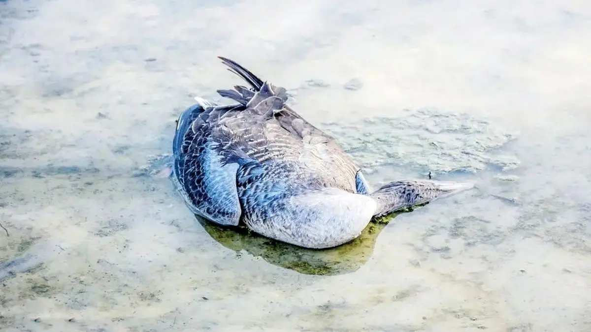 آنفلوانزای پرندگان؛ پاندمی جدید دنیا؟
