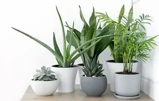 8 گیاه آپارتمانی که استرس را از بین می‌برند!