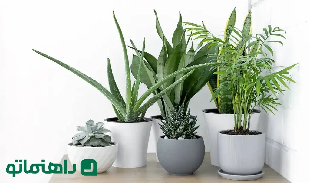 8 گیاه آپارتمانی که استرس را از بین می‌برند!