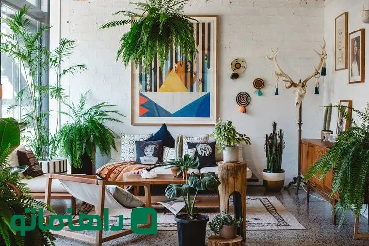 زیباترین گیاهان آپارتمانی برای دکوراسیون خانه ایرانی