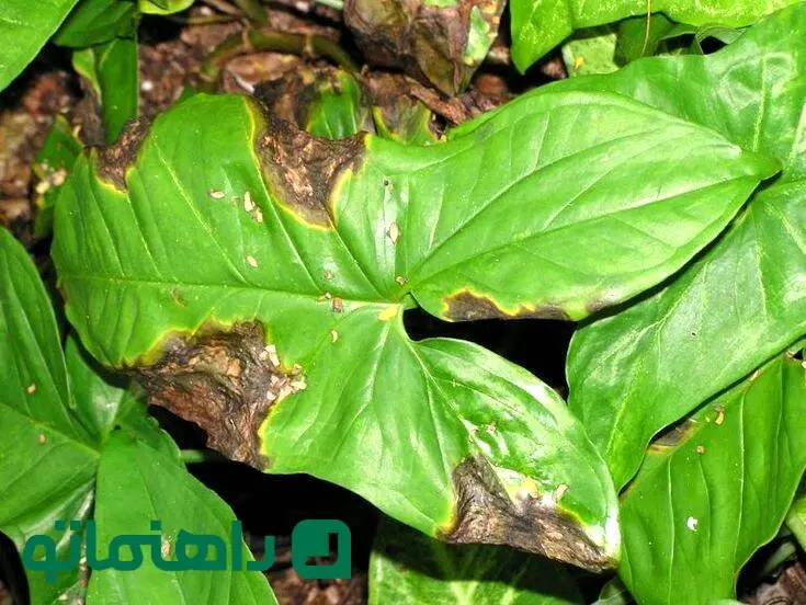 چرا برگ‌های گیاهان آپارتمانی سیاه می‌شوند؟ دلایل و راه‌حل‌ها