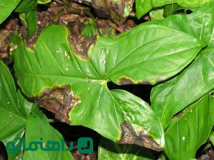 چرا برگ‌های گیاهان آپارتمانی سیاه می‌شوند؟ دلایل و راه‌حل‌ها