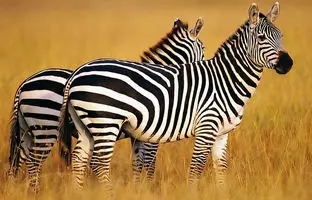 گورخر نر وحشی، کُره نوزاد را در نبردی خونین از پا درآورد! + ویدئو