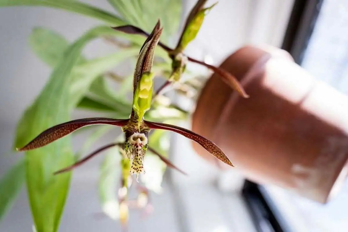 روش عجیب و غریب این گل ارکیده برای گرده افشانی! + ویدئو