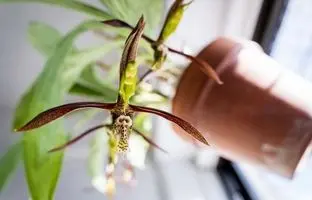 روش عجیب و غریب این گل ارکیده برای گرده افشانی! + ویدئو