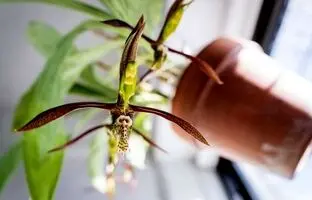 روش عجیب و غریب این گل ارکیده برای گرده افشانی! + ویدئو