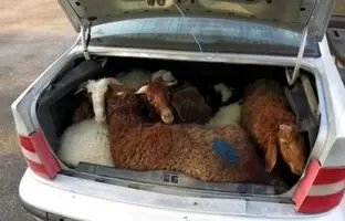 (ویدئو) لحظه سرقت مسلحانه گاو و تعدادی گوسفند با پژو در دزفول!
