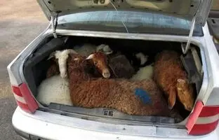 (ویدئو) لحظه سرقت مسلحانه گاو و تعدادی گوسفند با پژو در دزفول!