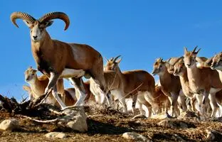 مشاهده ۳۰۰ راس بز وحشی در الموت قزوین + ویدئو