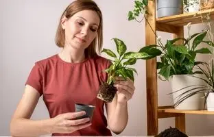 ترفندهای آبیاری گیاه دیفن‌باخیا در سفرهای نوروزی