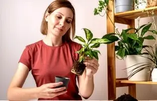 ترفندهای آبیاری گیاه دیفن‌باخیا در سفرهای نوروزی