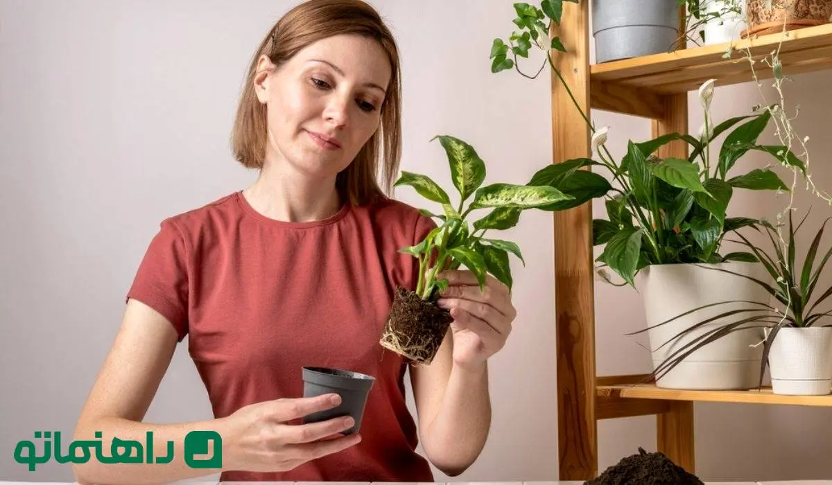 ترفندهای آبیاری گیاه دیفن‌باخیا در سفرهای نوروزی