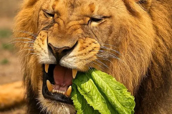 واکنش جالب شیر پس از خوردن کاهو؛ اگر سطان جنگل گیاه‌خوار بود چه می‌شد؟ + ویدئو