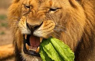 واکنش جالب شیر پس از خوردن کاهو؛ اگر سطان جنگل گیاه‌خوار بود چه می‌شد؟ + ویدئو