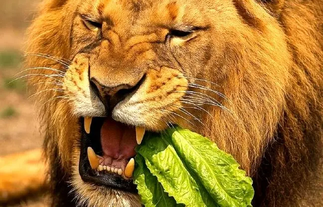 واکنش جالب شیر پس از خوردن کاهو؛ اگر سطان جنگل گیاه‌خوار بود چه می‌شد؟ + ویدئو