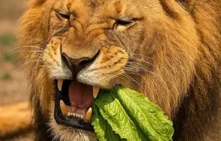 واکنش جالب شیر پس از خوردن کاهو؛ اگر سطان جنگل گیاه‌خوار بود چه می‌شد؟ + ویدئو