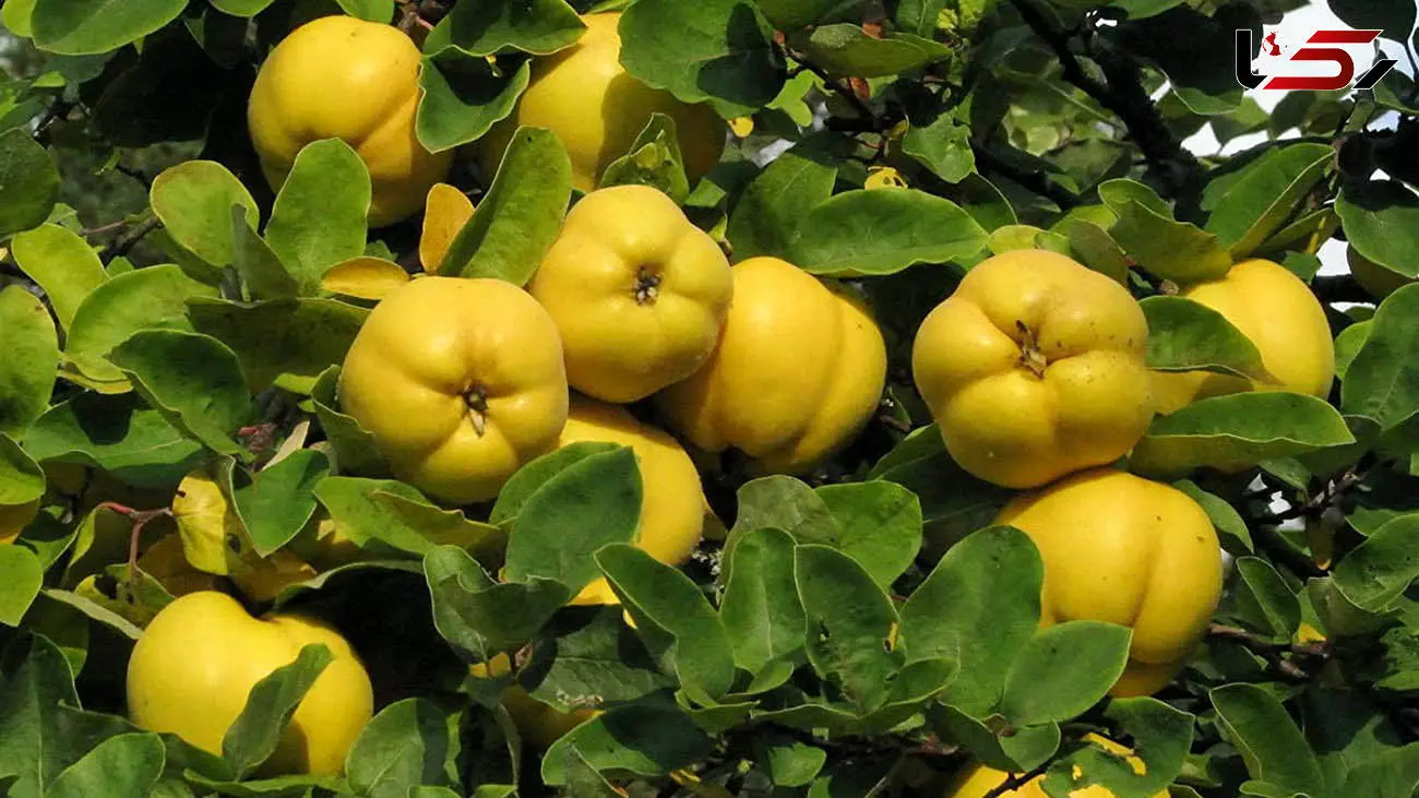 (ویدئو) از این میوه پاییزی استفاده بهینه کنید