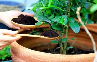 گل های بهاری 1404؛ چگونه خاک گلدان را تقویت کنیم؟
