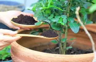 گل های بهاری 1404؛ چگونه خاک گلدان را تقویت کنیم؟
