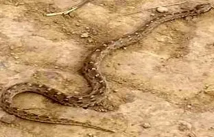 ماجرای خبر هجوم مارها به جاجرود چیست؟ 