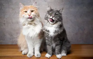 وقتی تام و جری گربه‌ها را هم پای تلویزیون می‌نشاند! +ویدئو