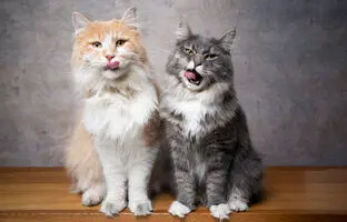 وقتی تام و جری گربه‌ها را هم پای تلویزیون می‌نشاند! +ویدئو