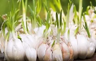 ترفندهای جلوگیری از جوانه زدن پیاز و سیر