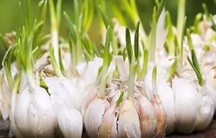 ترفندهای جلوگیری از جوانه زدن پیاز و سیر