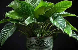 نحوه نگهداری گیاه بابا آدم ؛ گیاه آپارتمانی شبیه گوش فیل