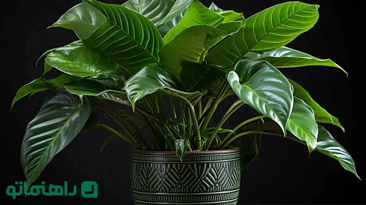 نحوه نگهداری گیاه بابا آدم ؛ گیاه آپارتمانی شبیه گوش فیل