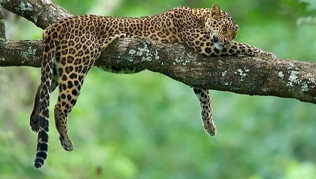 رازی در ارتفاع؛ چرا پلنگ‌ها روی درخت می‌خوابند؟ + تصاویر