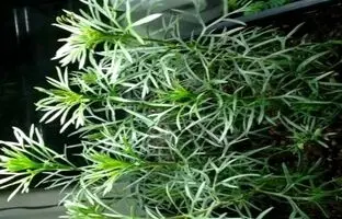 آموزش کاشت سبزه اسپند برای عید
