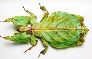 9 جانور که کاملا شبیه «برگ» هستند!