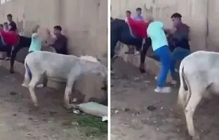 وقتی یک الاغ عامل درگیری بین‌المللی شد! + ویدئو