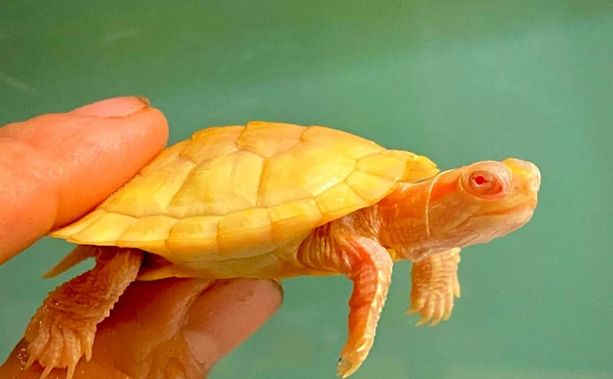 کشف نادرترین گونه لاکپشت جهان در استان گیلان که تنوع زیستی ایران را دگرگون کرد 