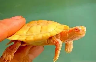 کشف نادرترین گونه لاکپشت جهان در استان گیلان که تنوع زیستی ایران را دگرگون کرد 