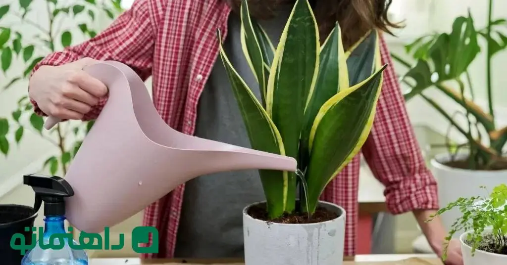 ترفندهای آبیاری گیاه سانسوریا در سفرهای نوروزی