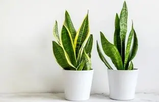 ۷ مشکل شایع گیاه سانسوریا و راهکارهای ساده رفع آنها