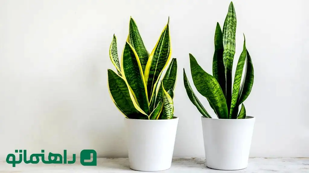 ۷ مشکل شایع گیاه سانسوریا و راهکارهای ساده رفع آنها