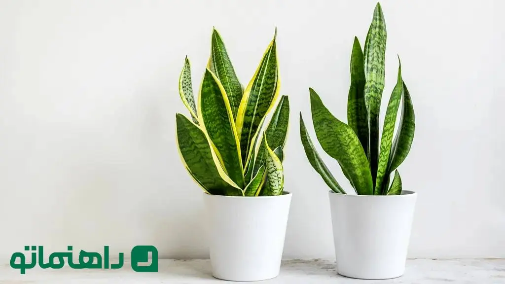 ۷ مشکل شایع گیاه سانسوریا و راهکارهای ساده رفع آنها