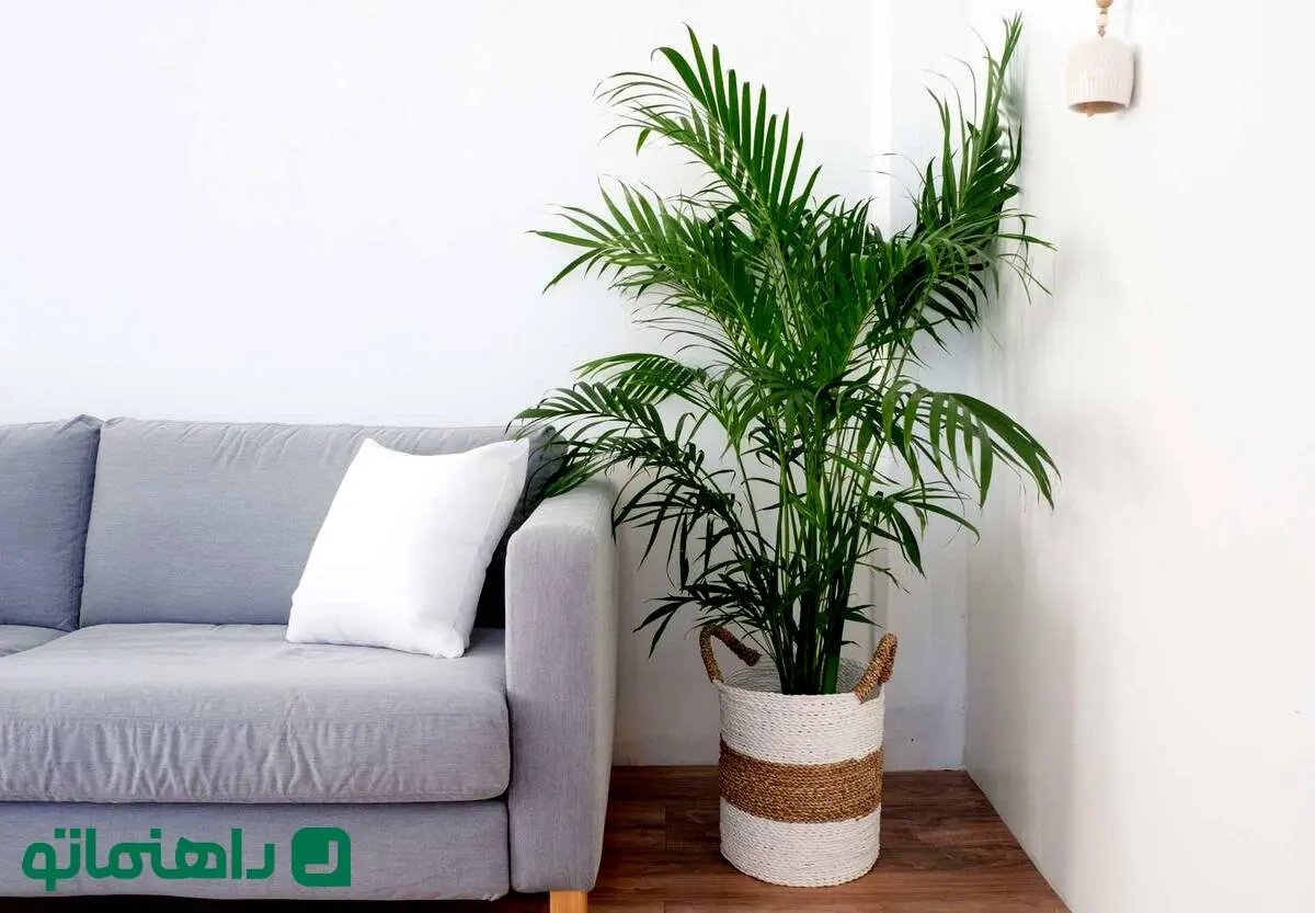 ۸ نخل آپارتمانی زیبا و مقاوم که حضورشان در هر خانه‌ای واجب است! 
