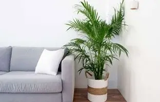 ۸ نخل آپارتمانی زیبا و مقاوم که حضورشان در هر خانه‌ای واجب است! 