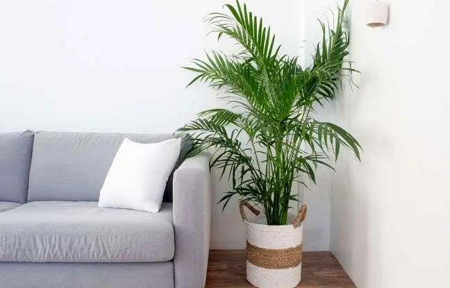 چگونه خانه‌مان خوشبو بماند؟ / از این ۱۰ عادت دوری کنید