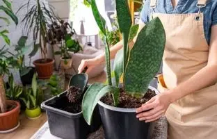 آب یا خاک؟ کدام روش برای تکثیر سانسوریا بهتر است؟