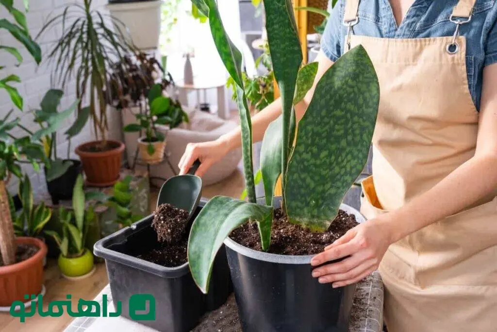 آب یا خاک؟ کدام روش برای تکثیر سانسوریا بهتر است؟
