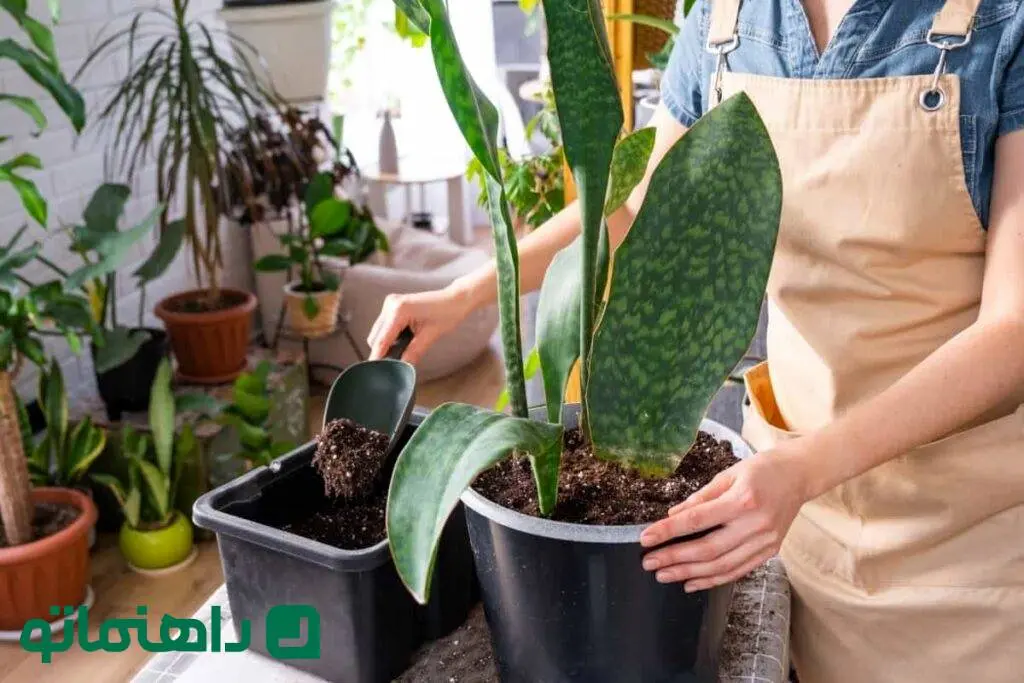 آب یا خاک؟ کدام روش برای تکثیر سانسوریا بهتر است؟