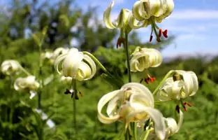 شکفته شدن کمیاب‌ترین گل جهان 