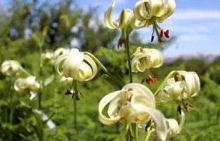شکفته شدن کمیاب‌ترین گل جهان 